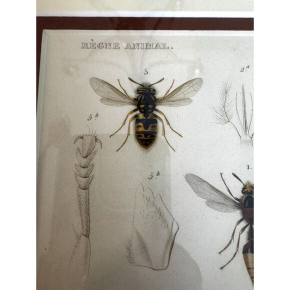 Stunning vintage copperplate engraving 19th century print bees and wasps framed - Picture 6 of 8